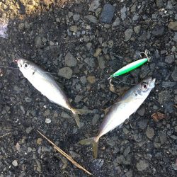 飲ませ釣りでハネ